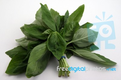 Basil Stock Photo