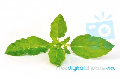 Basil Stock Photo