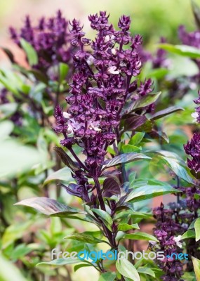 Basil And Blossom Stock Photo