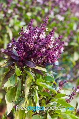 Basil And Blossom Stock Photo