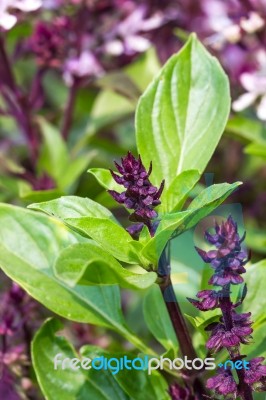 Basil And Blossom Stock Photo