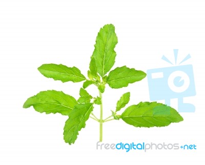 Basil Leaf Isolated On The White Background Stock Photo