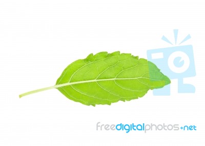 Basil Leaf Isolated On The White Background Stock Photo