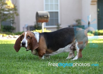 Basset Hound Stock Photo