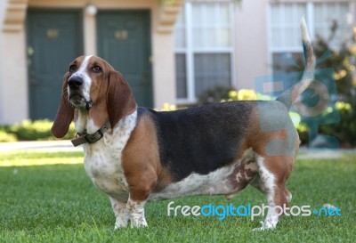 Basset Hound Stock Photo