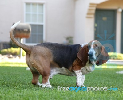 Basset Hound Stock Photo