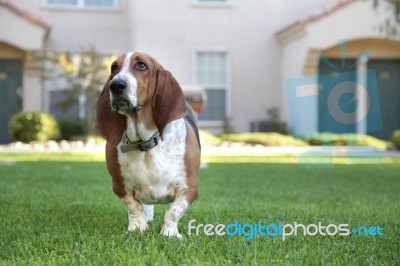 Basset Hound Stock Photo