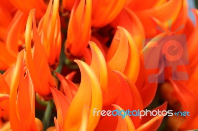 Bastard Teak Flower Stock Photo