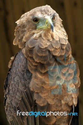 Bateleur Eagle Stock Photo