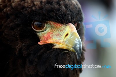 Bateleur Eagle Stock Photo