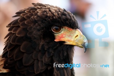 Bateleur Eagle Stock Photo