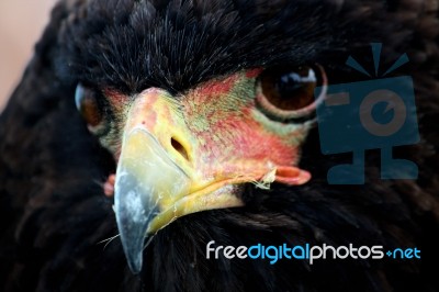 Bateleur Eagle Stock Photo