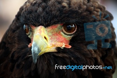 Bateleur Eagle Stock Photo