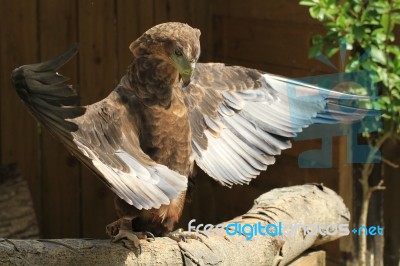 Bateleur Eagle With Wings Out Stock Photo