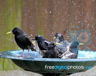 Bath Time Stock Photo