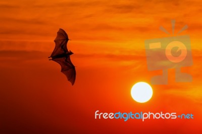 Bats Flying At Sunset Stock Photo