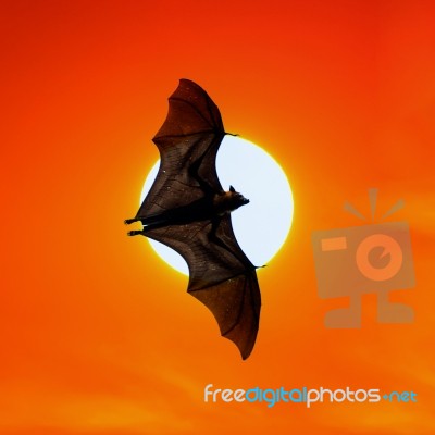 Bats Flying At Sunset Stock Photo