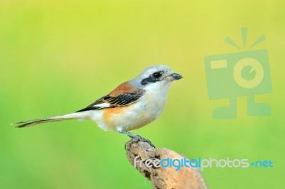 Bay-backed Shrike Stock Photo