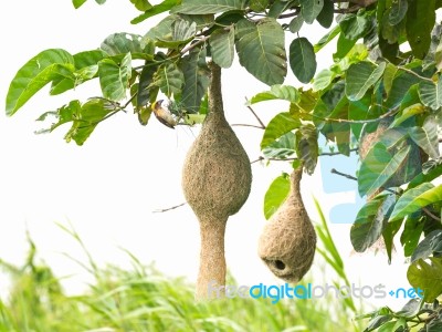 Baya Weaver Stock Photo