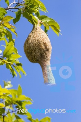 Baya Weaver Bird Nest  Branch On Tree Stock Photo