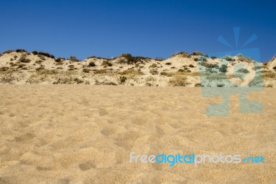 Beach Landscape With Dune Vegetation And Sand Stock Photo