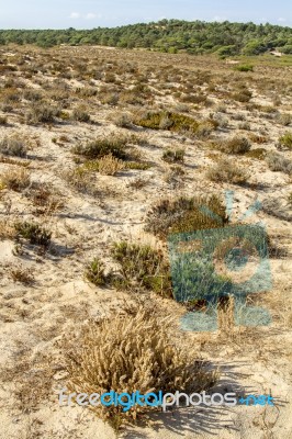 Beach Landscape With Dune Vegetation And Sand Stock Photo