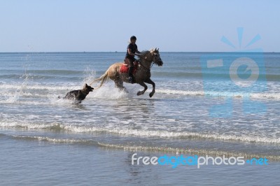 Beach Ride With Your Dog Stock Photo