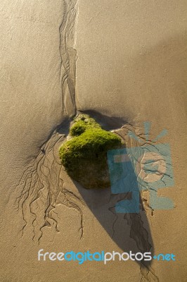 Beach Stone With Green Moss Stock Photo