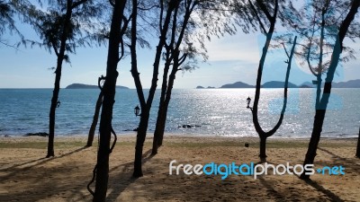 Beach With Pine Trees In The Sunny Day Stock Photo