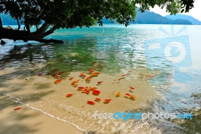 Beach With Tree Stock Photo