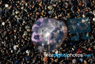 Beached Jellyfish Stock Photo