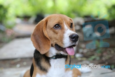 Beagle Dog Stock Photo