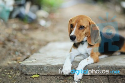 Beagle Dog Stock Photo