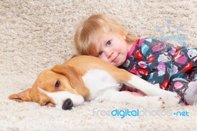 Beagle Dog And A Little Girl Stock Photo