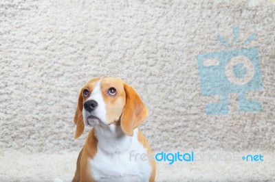 Beagle Dog At Home Stock Photo