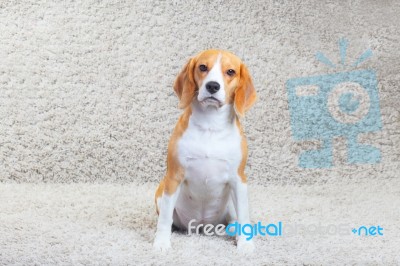 Beagle Dog At Home Stock Photo