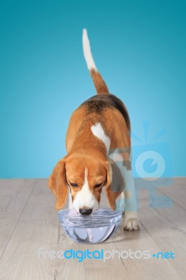 Beagle Dog Drinking Water Stock Photo