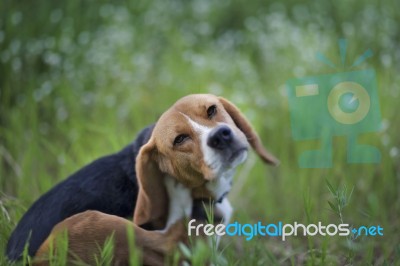 Beagle Dog  In The Wiild Flower Field Stock Photo