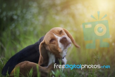 Beagle Dog  In The Wiild Flower Field Stock Photo