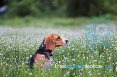 Beagle Dog In The Wild Flower Field Stock Photo