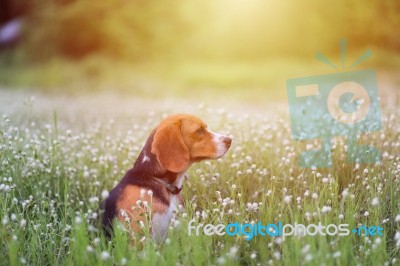 Beagle Dog In The Wild Flower Field Stock Photo