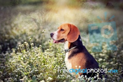 Beagle Dog In The Wild Flowers  Field Stock Photo