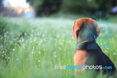 Beagle Dog Is  Sitting In The Field Stock Photo