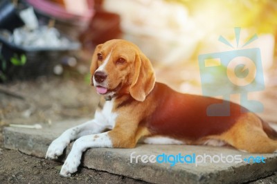 Beagle Dog Lying On The Foot Path Stock Photo