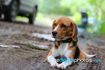 Beagle Dog  On The Rural Road Stock Photo