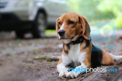 Beagle Dog  On The Rural Road Stock Photo