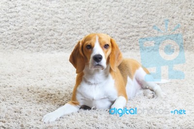 Beagle Dog Relaxing At Home Stock Photo