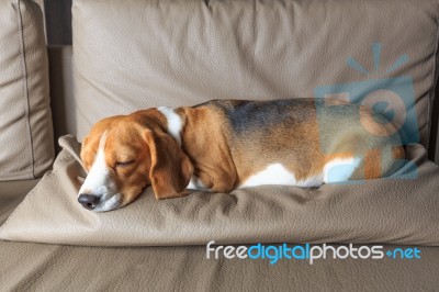 Beagle Dog Sleeping Stock Photo