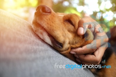 Beagle Dog Sleeps On The Owner 's Belly Stock Photo