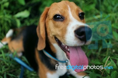 Beagle Dog Smiles Stock Photo